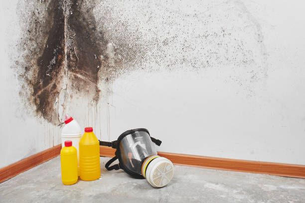 Best Emergency Mold Remediation in Tomahawk, WI