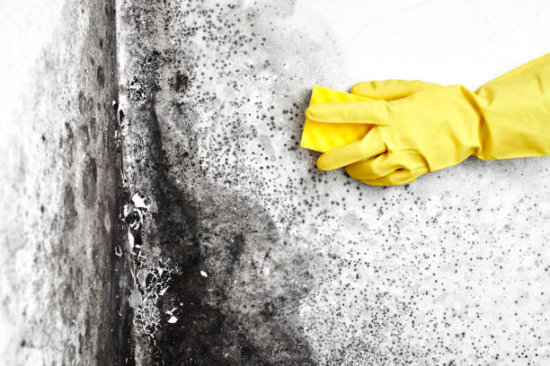 Best Black Mold Remediation in Tomahawk, WI