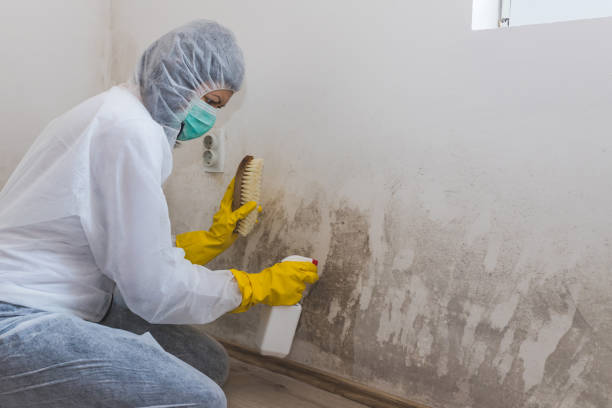 Best Attic Mold Remediation in Tomahawk, WI