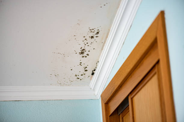 Best Crawl Space Mold Remediation in Tomahawk, WI