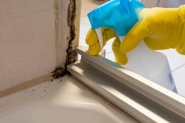 Best Post-Flood Mold Remediation in Tomahawk, WI