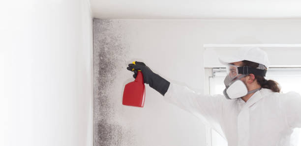 Best Emergency Mold Remediation in Tomahawk, WI