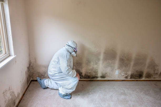 Best White Mold Remediation in Tomahawk, WI