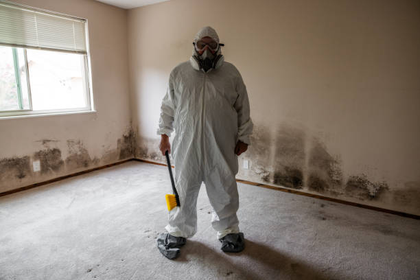 Best Residential Mold Remediation in Tomahawk, WI