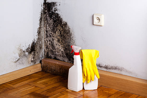 Best Mold Remediation for Specific Building Types in Tomahawk, WI