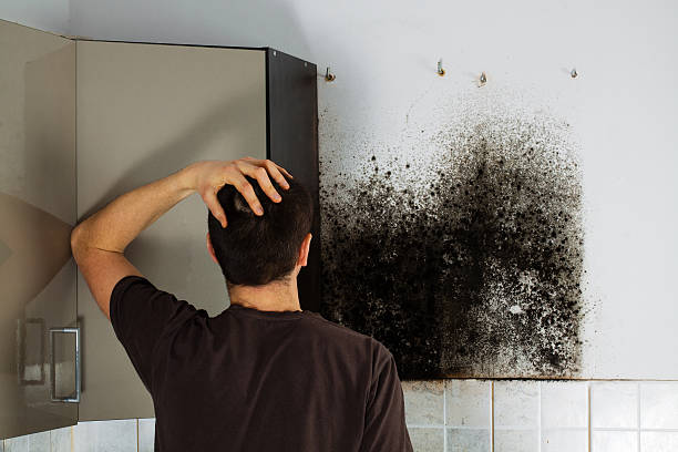 Best HVAC Mold Remediation in Tomahawk, WI